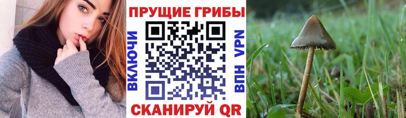 наркота  kraken онион  Псилоцибиновые грибы Cubensis  Среднеколымск 